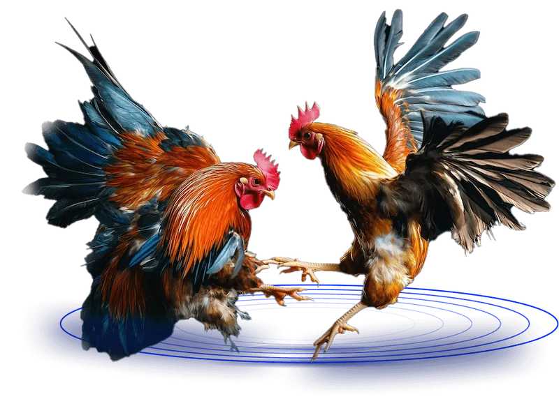Cockfighting Betting at OKJL in Detail