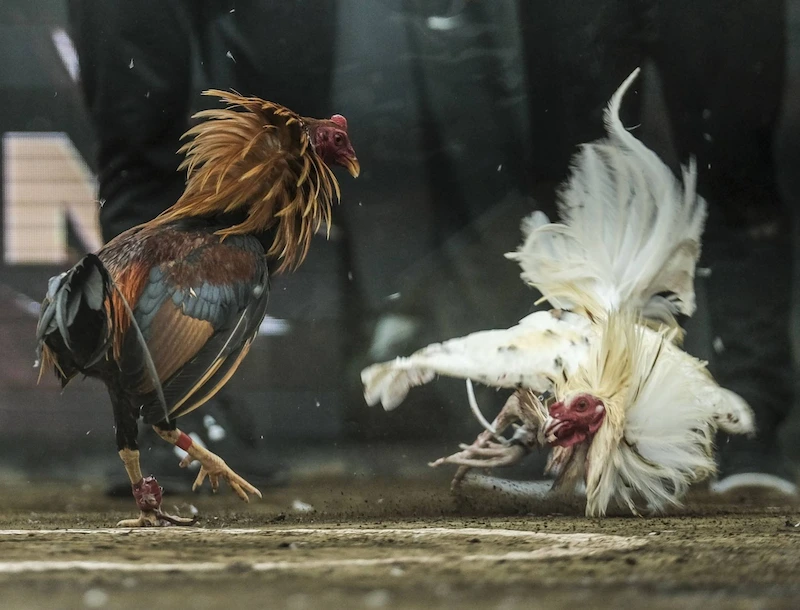 Cockfighting Game at What's Attractive