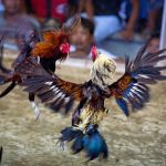 Rules of Cockfighting