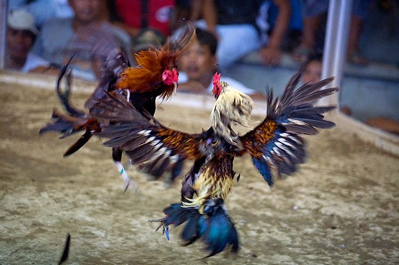 Rules of Cockfighting
