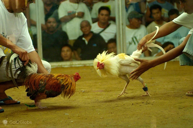 Steps to Bet on Cockfighting